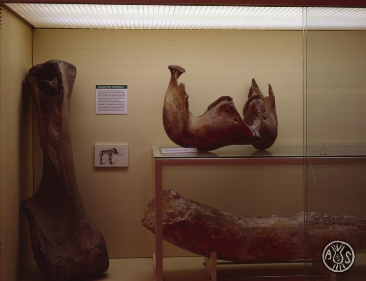 Vitrina de l'Institut Català de Paleontologia Miquel Crusafont