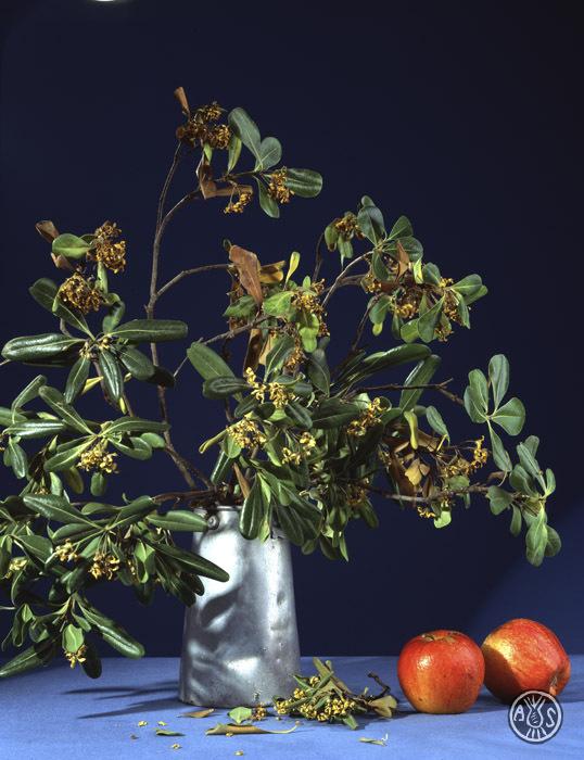 Natura morta amb branques d'un arbre en un gerro i unes pomes