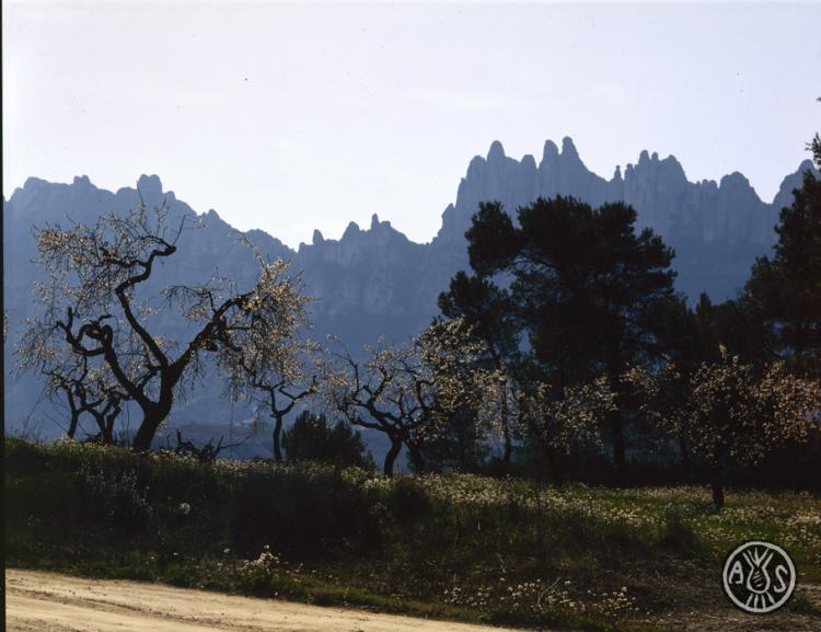 La muntanya de Montserrat amb uns ametllers florits en primer terme