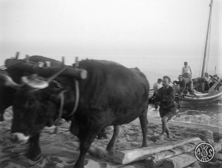 Barca tirada per bous en una platja a Caldes d'Estrac