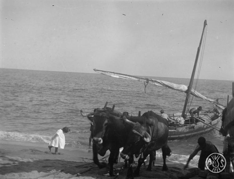 Barca tirada per bous en una platja a Caldes d'Estrac