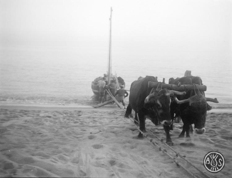 Barca tirada per bous en una platja a Caldes d'Estrac
