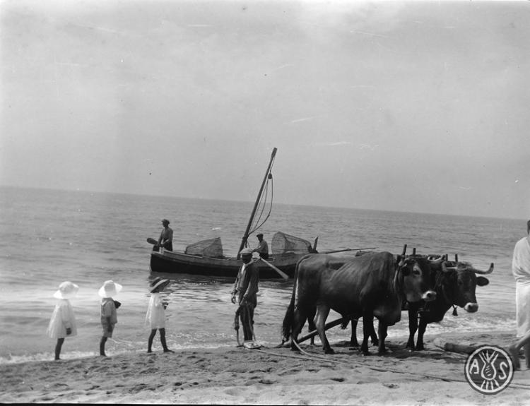 Barca tirada per bous en una platja a Caldes d'Estrac