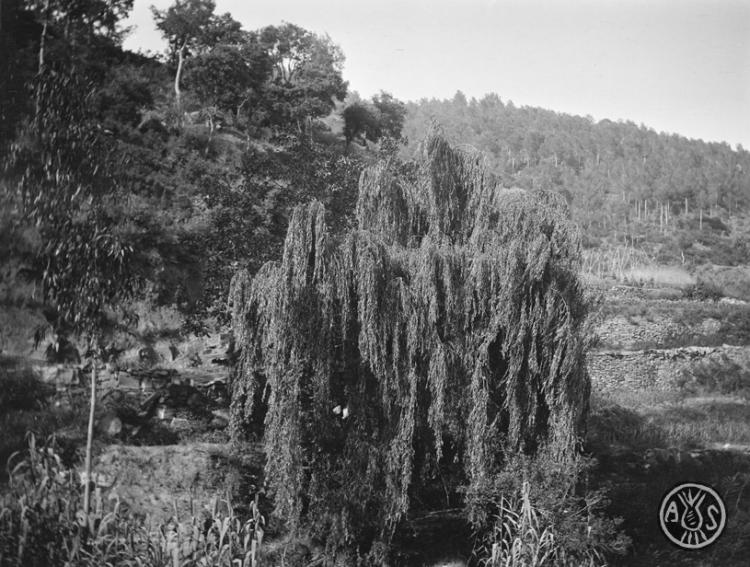 Desmai