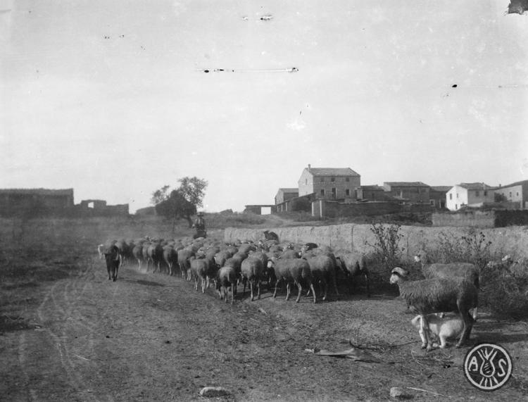 Ramat d'ovelles