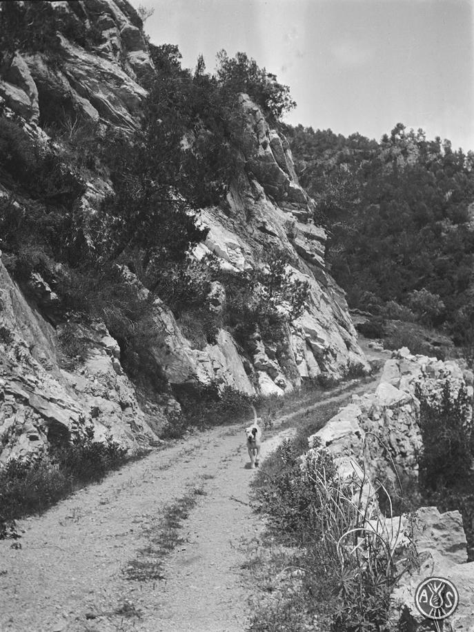 Gos en un camí