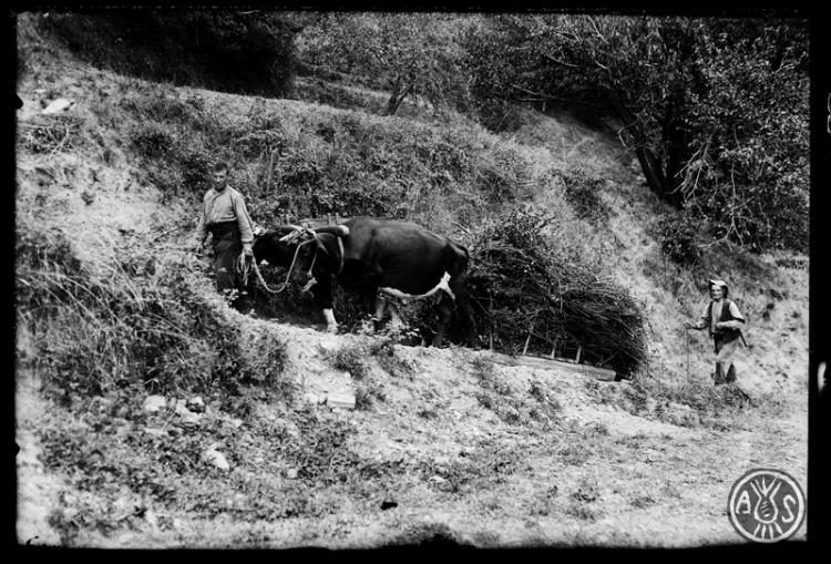 Bous arrossegant un carro. Montseny