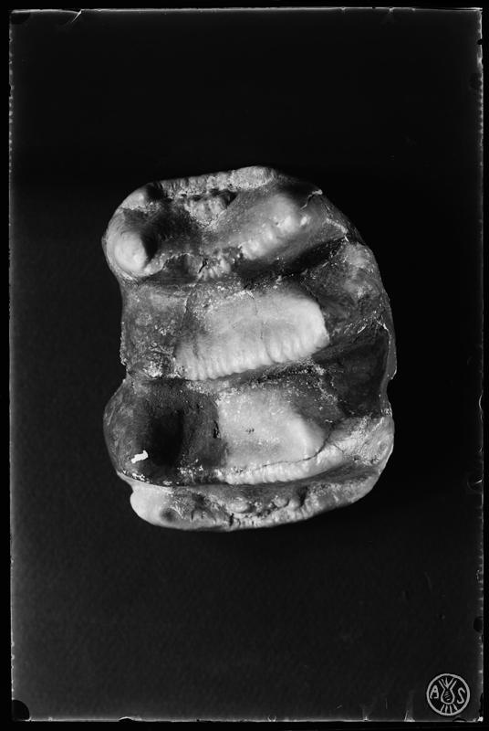Fòssil molar de Deinotherium conservat al museu de Paleontologia de Sabadell