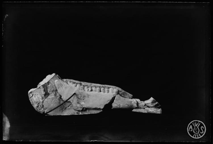Mandíbula completa dHipparion (cavall). Restes fòssils del museu de Paleontologia de Sabadell