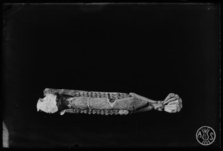 Mandíbula completa dHipparion gracile (cavall). Restes fòssils del museu de Paleontologia de Sabadell