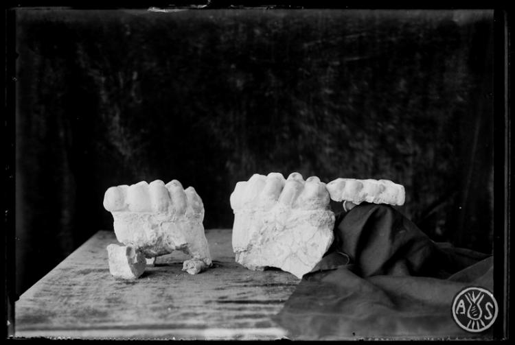  Restes fòssils trobades en les excavacions en el túnel dels FF.CC (Ferrocarrils catalans).  Museu de Paleontologia. Sabadell
