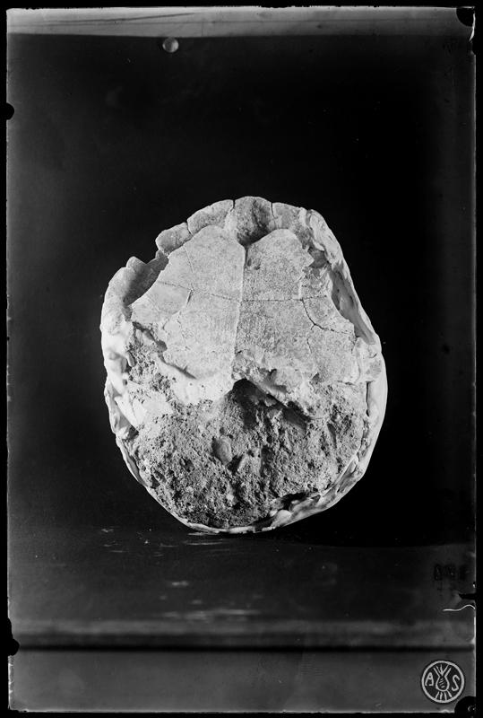 Fòssil. Closca de Cheirogaster arrahonensis, una tortuga trobada per primer cop a tot el món a Sabadell.  Museu de Paleontologia