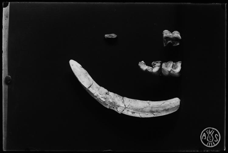 Restes fòssils del museu de Paleontologia de Sabadell