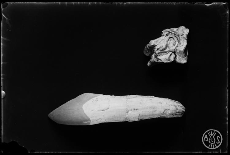 Restes fòssils del museu de Paleontologia de Sabadell