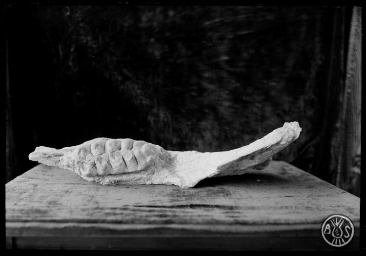 Restes fòssils trobades en les excavacions en el túnel dels FF.CC (Ferrocarrils catalans).  Museu de Paleontologia. Sabadell