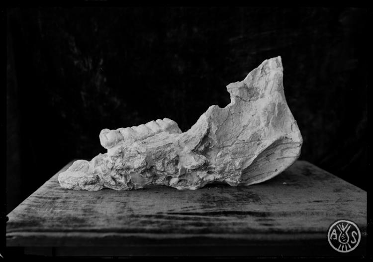 Restes fòssils trobades en les excavacions en el túnel dels FF.CC (Ferrocarrils catalans).  Museu de Paleontologia. Sabadell
