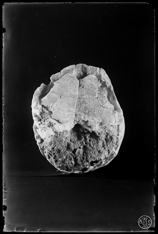 Restes fòssils d'una tortuga trobada en les excavacions del túnel dels FF.CC (Ferrocarrils catalans).  Museu de Paleontologia. Sabadell
