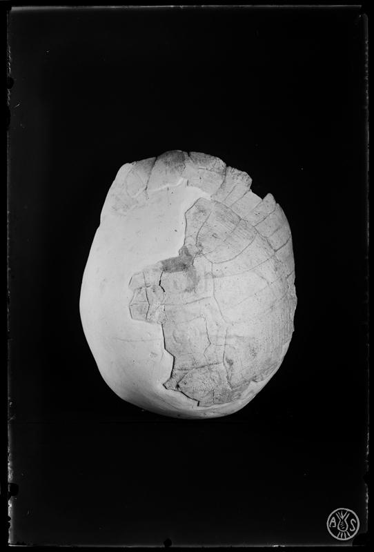Fòssil d'una tortuga trobada en les excavacions  del túnel dels FF.CC (Ferrocarrils catalans).  Museu de Paleontologia. Sabadell