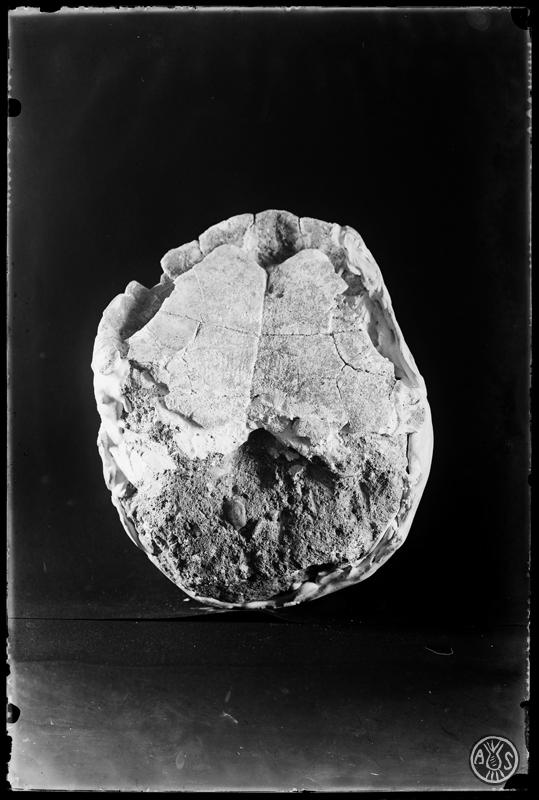 Fòssil d'una tortuga trobada en les excavacions  del túnel dels FF.CC (Ferrocarrils catalans). Museu de Paleontologia. Sabadell