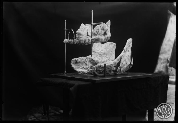 Fòssils de mandíbules superiors i inferiors descobert al subsol de Sabadell (túnel dels Ferrocarrils Catalans de Catalunya). Museu de Paleontologia. Sabadel