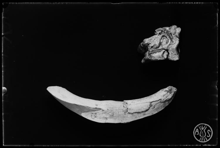 Restes fòssils del museu de Paleontologia de Sabadell