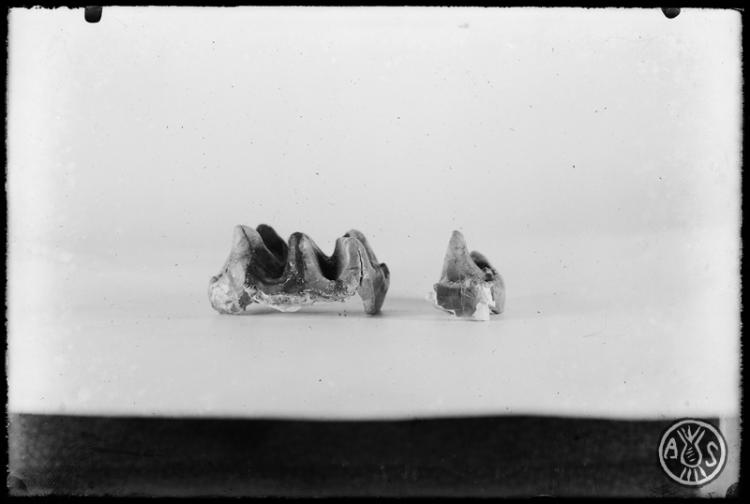 Restes fòssils de molars sense identificar. Museu de Paleontologia de Sabadell