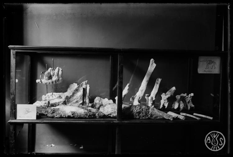 Muntatge en una vitrina del Museu de Paleontologia de les restes fòssils de lesquelet de Tetralophodon longirostris trobat en les excavacions dels FF.CC (Ferrocarrils Catalans). Sabadell