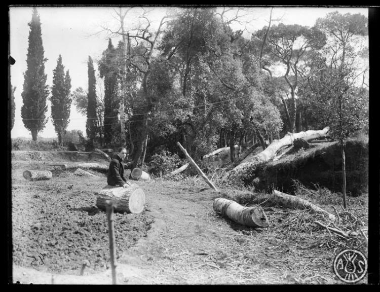 Bosc de Can Feu. Sabadell