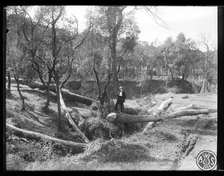 Bosc de Can Feu. Sabadell