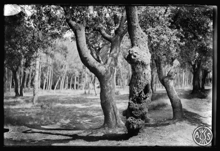 Bosc de Can Feu. Sabadell