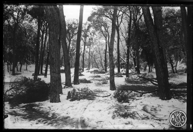 Bosc de Can Feu nevat. Sabadell