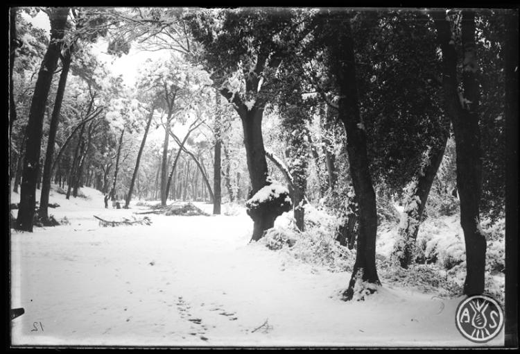 Bosc de Can Feu nevat. Sabadell