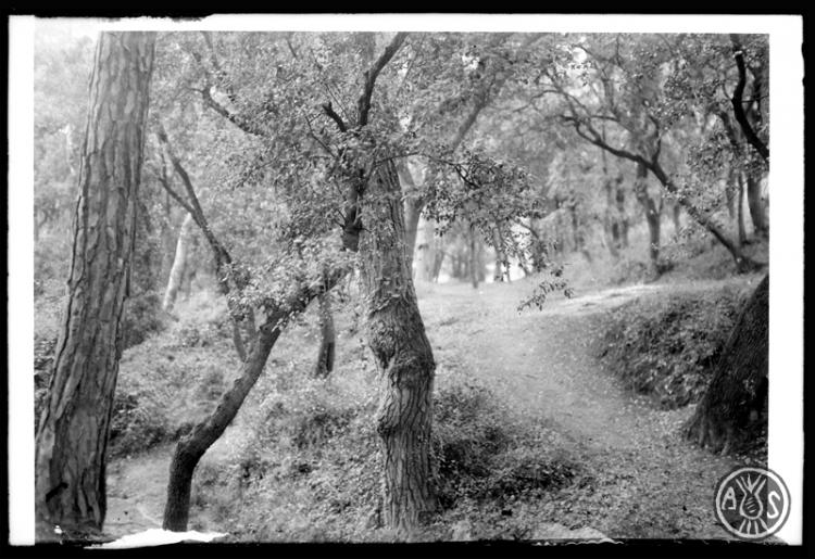 Bosc de Can Feu. Sabadell