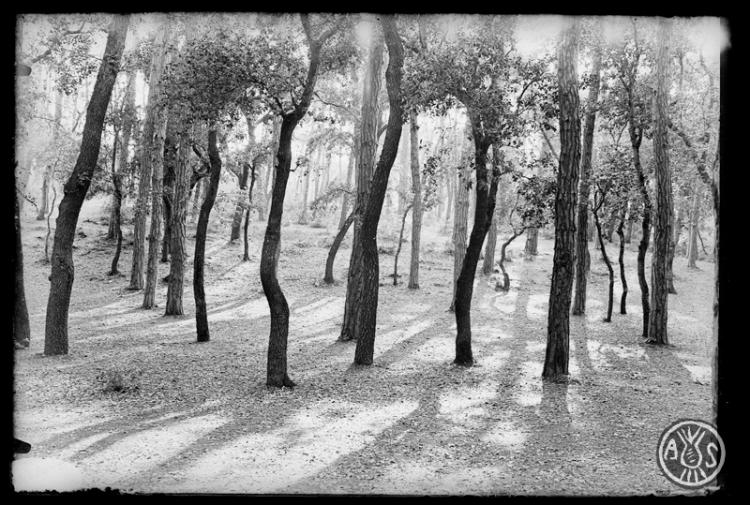 Bosc de Can Feu. Contrallum. Sabadell