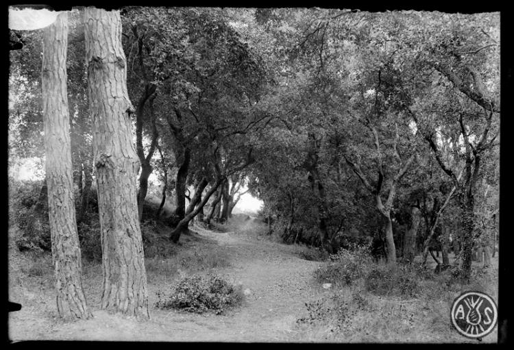 Bosc de Can Feu durant la posta de sol. Sabadell