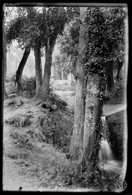 Bosc de Can Feu. Sabadell