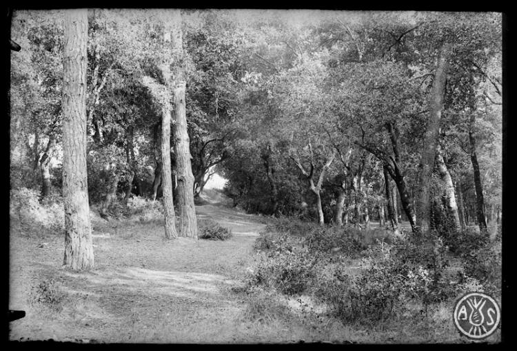 Bosc de Can Feu. Sabadell
