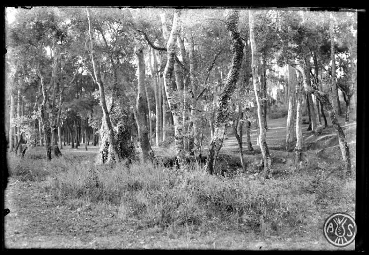 Bosc de Can Feu. Sabadell
