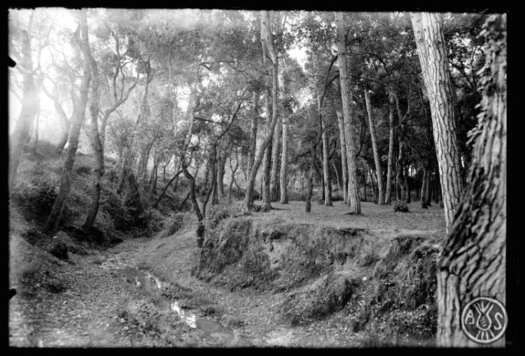 Bosc de Can Feu. Sabadell