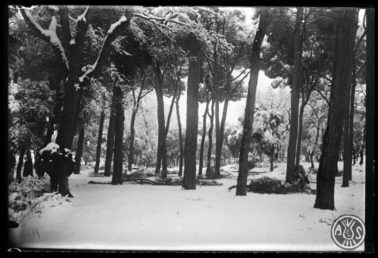 Bosc de Can Feu nevat. Sabadell