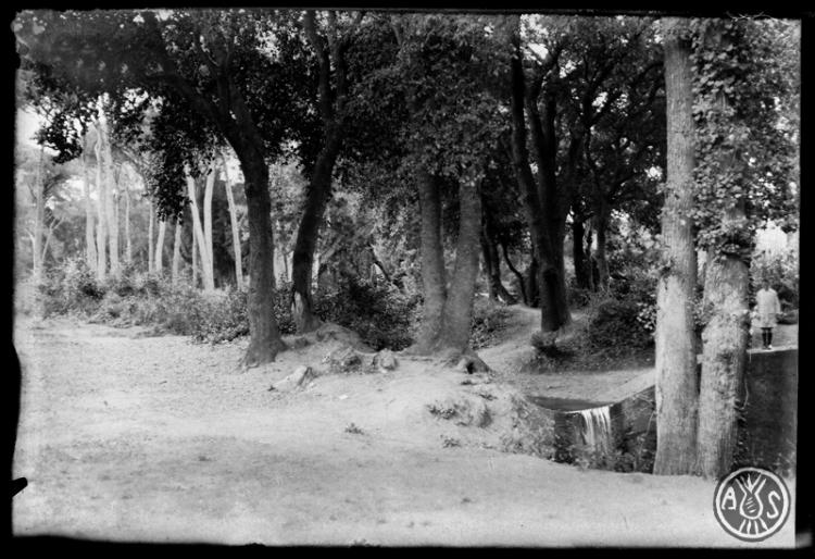 Bosc de Can Feu. Sabadell