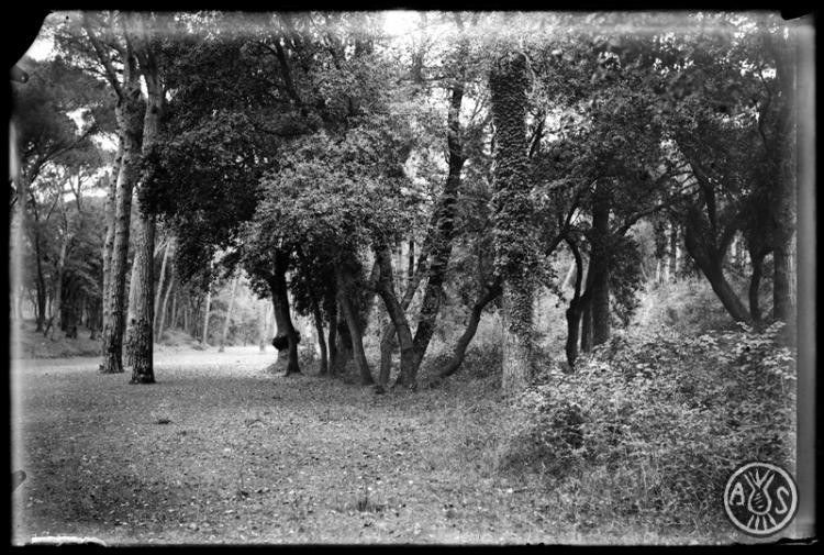 Bosc de Can Feu. Sabadell