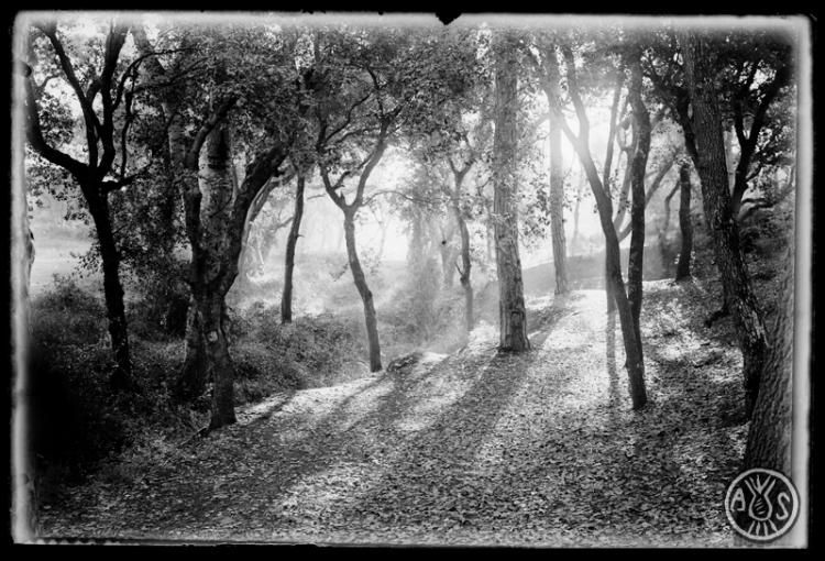 Bosc de Can Feu. Sabadell