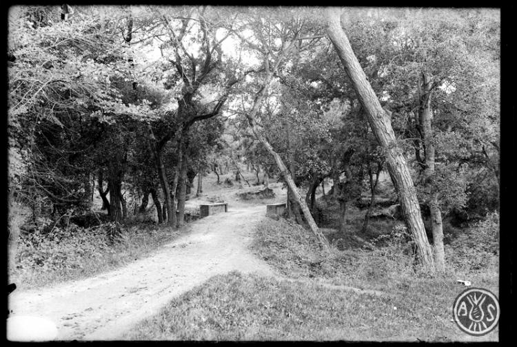 Bosc de Can Feu. Sabadell