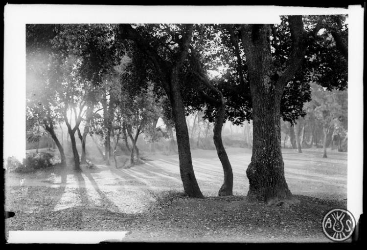 Bosc de Can Feu. Sabadell