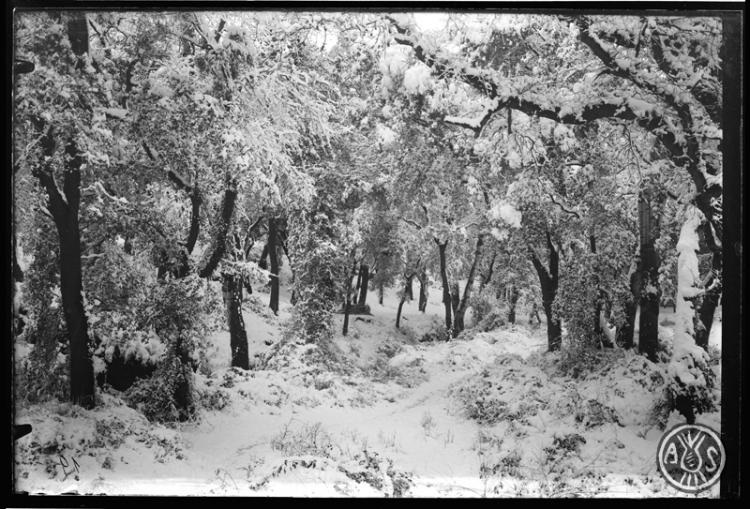 Bosc de Can Feu nevat. Sabadell