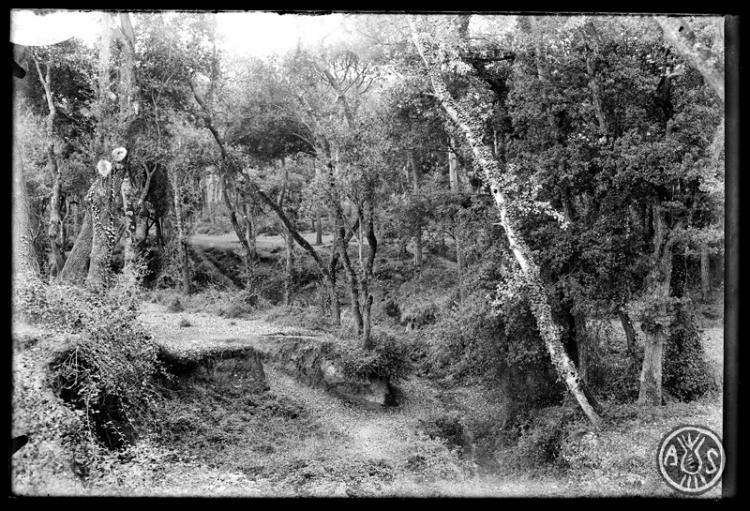 Bosc de Can Feu. Sabadell
