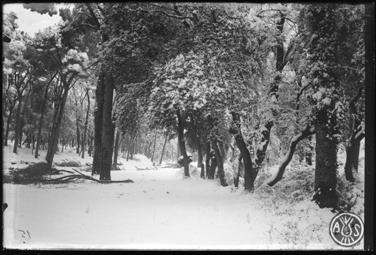 Bosc de Can Feu nevat. Sabadell