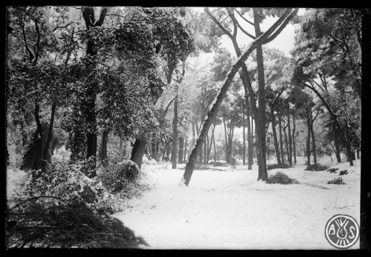 Bosc de Can Feu nevat. Sabadell