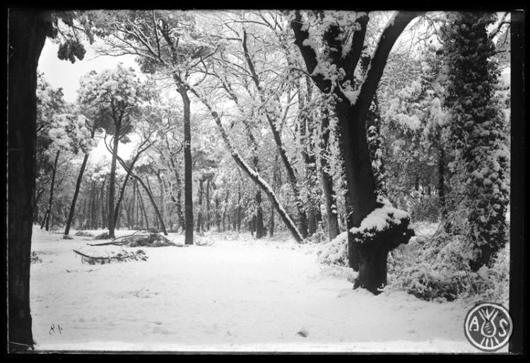 Bosc de Can Feu nevat. Sabadell